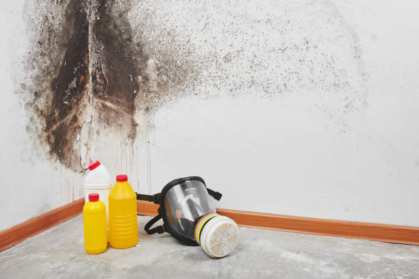 Best Local Mold Removal Service  in Coventry Lake, CT