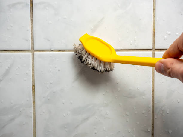 Best Mold Damage Repair  in Coventry Lake, CT