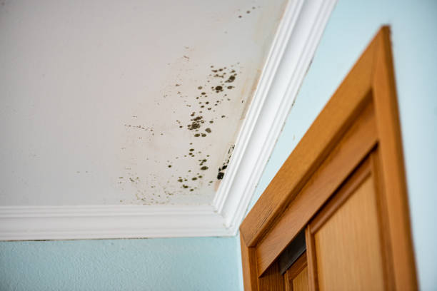 Best Mold Removal Company Near Me  in Coventry Lake, CT