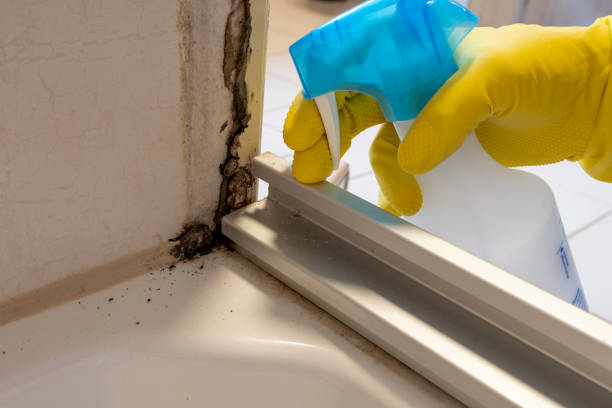 Coventry Lake, CT Mold Removal Company