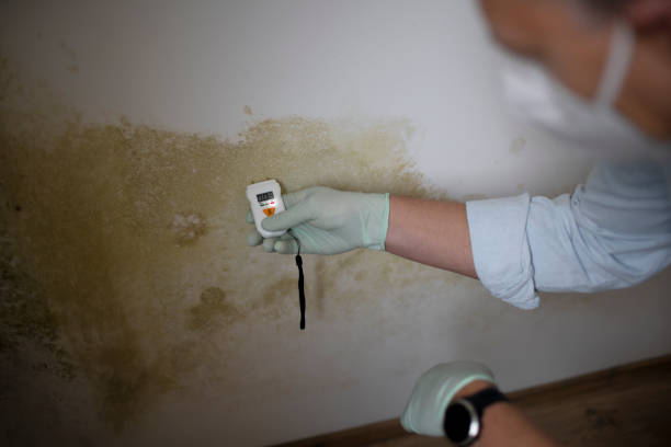 Mold Removal Process in Coventry Lake, CT