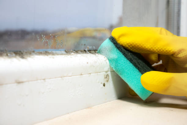 Crawl Space Mold Removal in Coventry Lake, CT