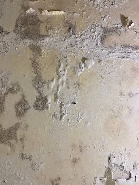 Best Mold Testing  in Coventry Lake, CT