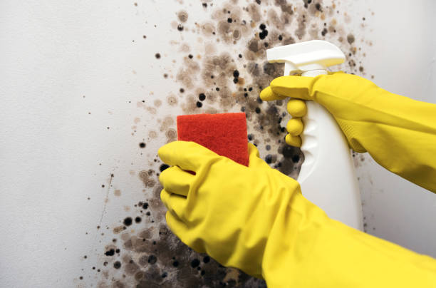 Best Local Mold Removal Service  in Coventry Lake, CT