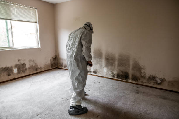 Best Commercial Mold Removal  in Coventry Lake, CT