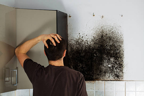 Best Home Mold Removal  in Coventry Lake, CT