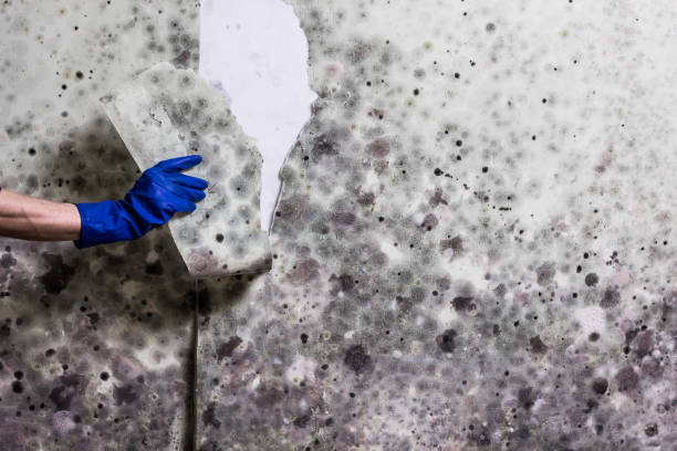 Best Certified Mold Removal  in Coventry Lake, CT
