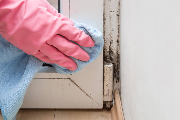 Attic Mold Removal in Coventry Lake, CT