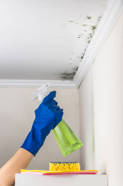 Reliable Coventry Lake, CT Mold Removal Solutions